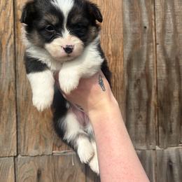 Stormy - Black and tan female Pembroke Welsh Corgi puppy in Chubbuck, Idaho from Sunny J Corgis and Mini Americans
