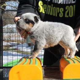Scout  - Orange - Blue male Australian Cattle Dog puppy in Colbert, Oklahoma from LoveAHeeler