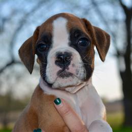 Yellow Boy - Fawn male Boxer puppy in Forest City, Iowa from Mt Valley Boxers