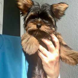 Suri - Black and gold female Yorkshire Terrier puppy in Fort Myers, Florida from Katherine’s Yorkies and Poodles