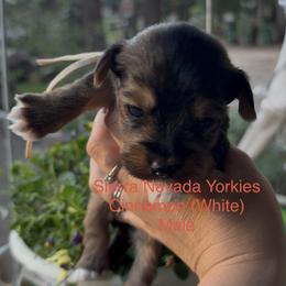 Cinnamon (white) - Black and tan male Yorkshire Terrier puppy in South Lake Tahoe, California from Sierra Nevada Yorkies