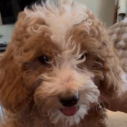 Trixie - Apricot female Goldendoodle puppy in Churchill County Fallon, Nevada from Card Family Ranch