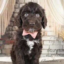 Bernedoodle and Goldendoodle Puppies from Adirondack Poodles Goldendoodles,Bernedoodles & Schnoodles