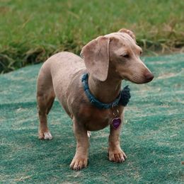 Cleopatra - Dachshund