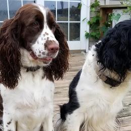 English Springer Spaniels from Jo's Gems Springer