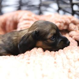 Cleo - Cream female Dachshund puppy in Eaton, Ohio from Miniature Alphas Dachshunds