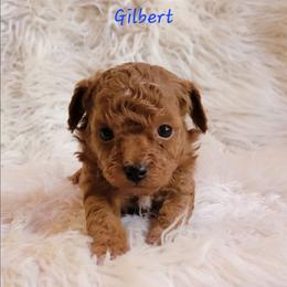 Gilbert - Red  male Poodle puppy in Montrose, Pennsylvania from Tales Of Joy