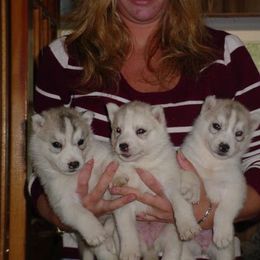 Siberian Husky Puppies from Jalerran