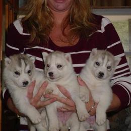 Siberian Husky Puppies from Jalerran