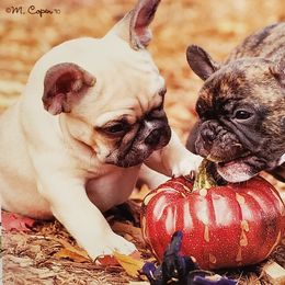 French Bulldog Puppies from Sierra Moon Frenchies