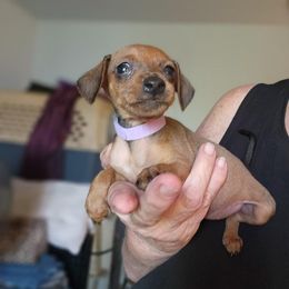 Girl 5 - female Miniature Pinscher puppy in Momence, Illinois from Rock of Ages Kennel