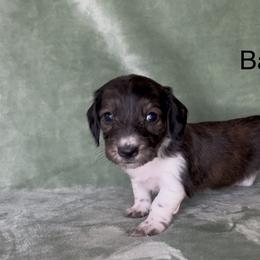 Bashful - Brindle female Dachshund puppy in Poteau, Oklahoma from Sisters Dazzling Dachshunds