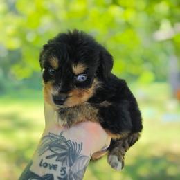 Raven - Black tri-color male Australian Shepherd puppy in London, Kentucky from Kenmont Kennels