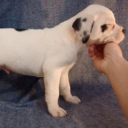Puppy 4 Red - White and brindle female American Bulldog puppy in Christiansburg, Virginia from Iron Will American Bulldogs
