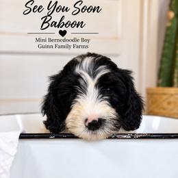 See You Soon Baboon - Tri-color male Bernedoodle puppy in Grove, Oklahoma from Guinn Family Farms