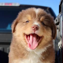 Australian Shepherd Puppies from AW Standard Aussies