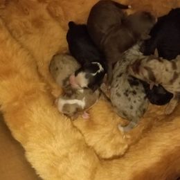 Aussiedoodle and Bordoodle Puppies from Sugar Doodles