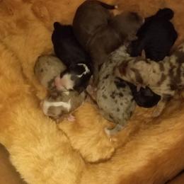 Aussiedoodle and Bordoodle Puppies from Sugar Doodles