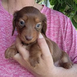 Marshal - Red male Dachshund puppy in Uhrichsville, Ohio from Stillwater Dachshunds