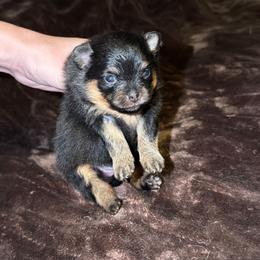 Cleo - Black and tan female Pomeranian puppy in Angleton, Texas from Pomeranian Palace, LLC
