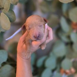 Light Blue Collar - Red  male Goldendoodle puppy in Somerville, Alabama from Southern Enchanted Doodles