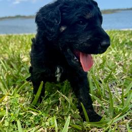 Zuko - Brindle male Poodle puppy in Jacksonville, Florida from Creek Side Kennels