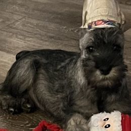 Standard Schnauzers from Justa Standard Schnauzers