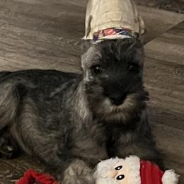 Standard Schnauzers from Justa Standard Schnauzers