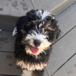 Jonah - male Australian Mountain Doodle puppy in Lincoln, Nebraska from GRand Doodles