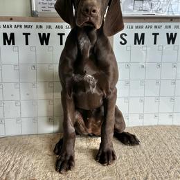 Margie - Liver female German Shorthaired Pointer puppy in Dearborn, Missouri from Hardwood Kennels