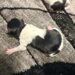 Girl 4 - Black tan and white female Rat Terrier puppy in Marshall, North Carolina from Meadows Rat Terrier