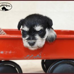 AKC 25014 - Black and silver female Miniature Schnauzer puppy in Mount Airy, Georgia from Miniature Schnauzers GA, LLC