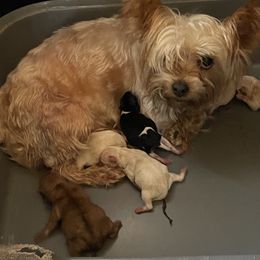 Appie - White female Morkie puppy in Taylorsville, North Carolina from Mountain Top Hot Tailz