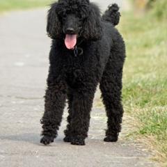 Oreo - Aussiedoodle