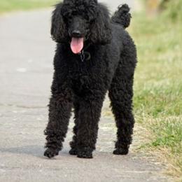 Oreo - Aussiedoodle