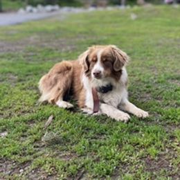 Miniature Australian Shepherds from House of Auss