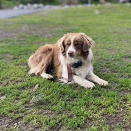 Miniature Australian Shepherds from House of Auss