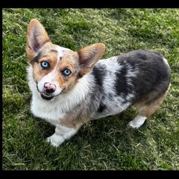 Merle - Pembroke Welsh Corgi