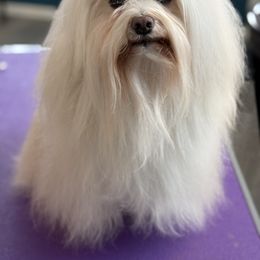 Havanese Puppies from Portree