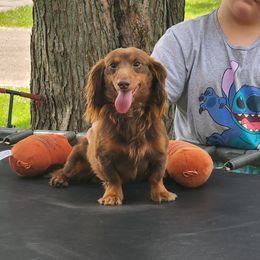 Willy - Dachshund