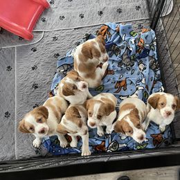 Brittany Puppies from Beaupre Gun Dogs