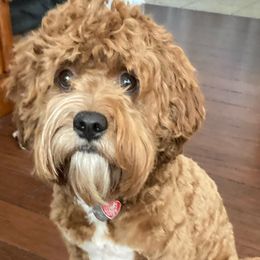 Cavapoos and Poodles from Happy Tails Poods and Doods