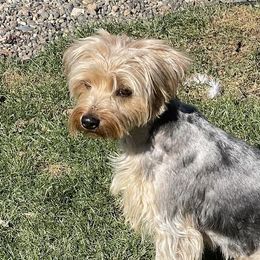 Bo (AKC) - Yorkshire Terrier