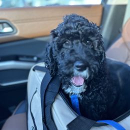 George - Black Labradoodle puppy in Las Vegas, Nevada from Patriot Labradoodles