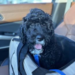 George - Black Labradoodle puppy in Las Vegas, Nevada from Patriot Labradoodles