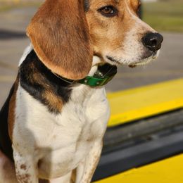 Beagle All Grown Up from Rustic Farm Sporting Beagles