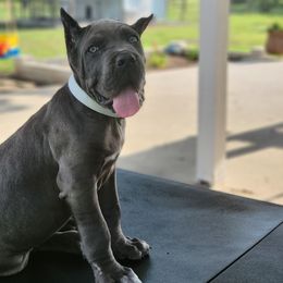 Cane Corso Puppies from Jolaw Kennel
