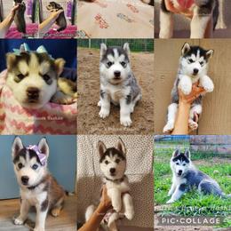 Siberian Husky Puppies from Lunter's Heaven Huskies