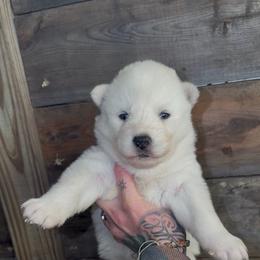 Girl 3 - White female Siberian Husky puppy in Iron River, Wisconsin from Wiemeri Siberians