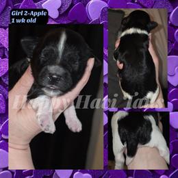 2nd born -no name yet - Black and white female Havanese puppy in Kansas City, Missouri from Happy Havi Tails
